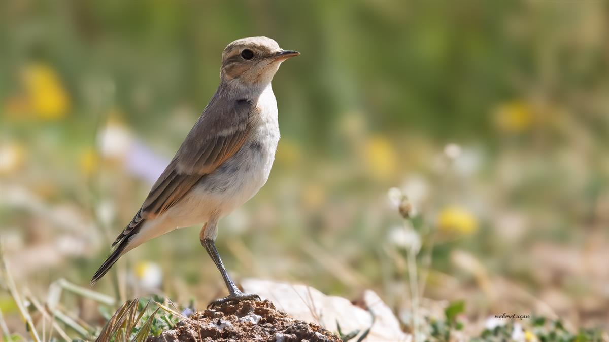 Isabelline Wheatear