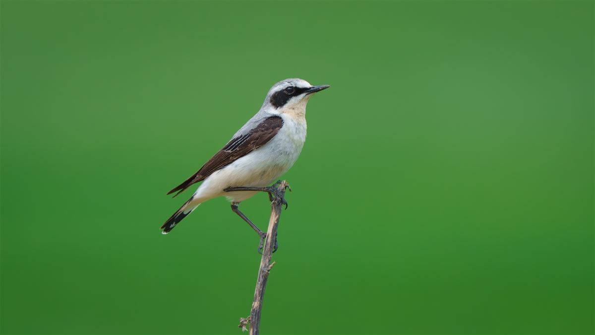 Northern Wheatear