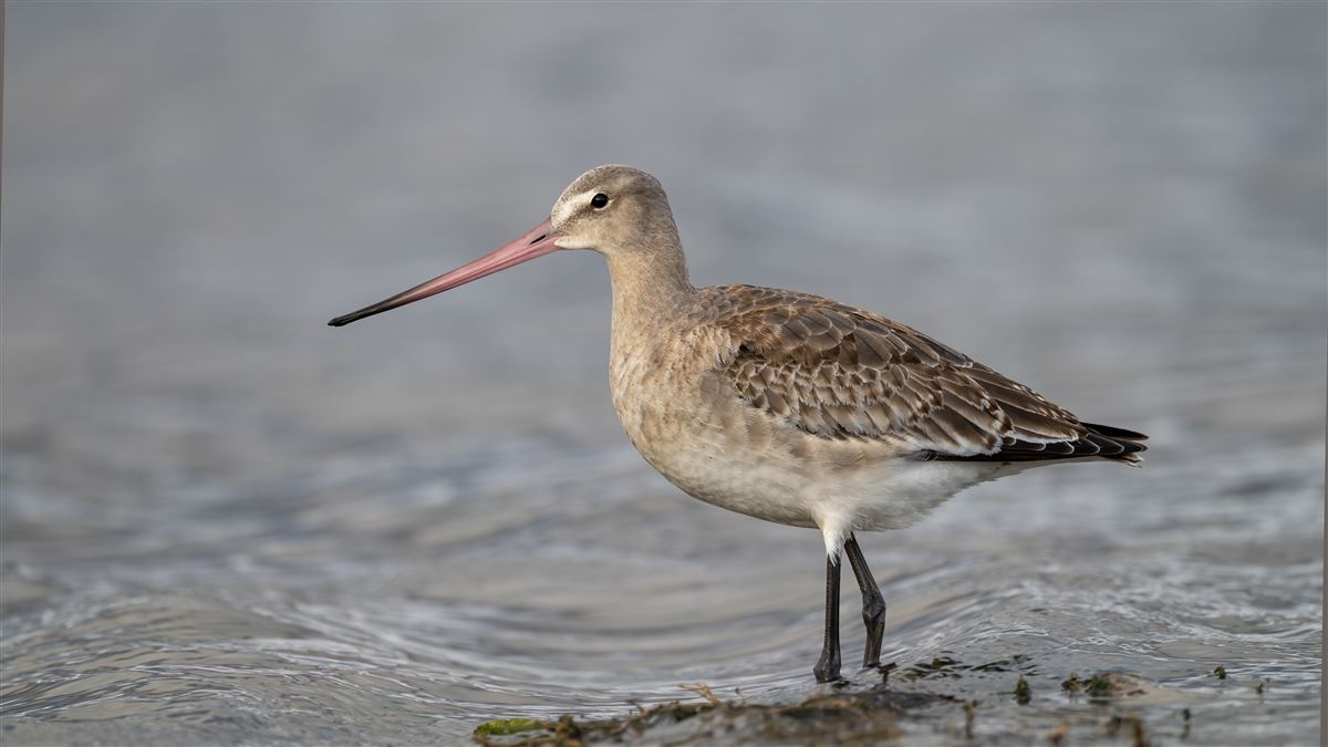Black-tailed Godwit