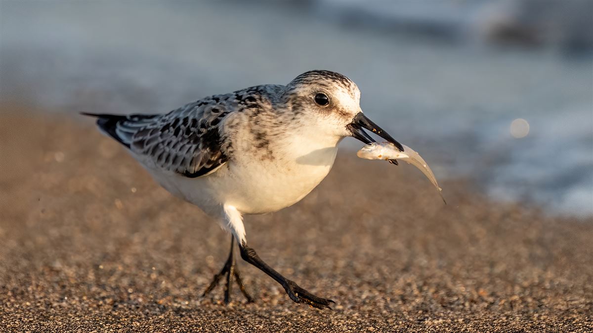 Sanderling