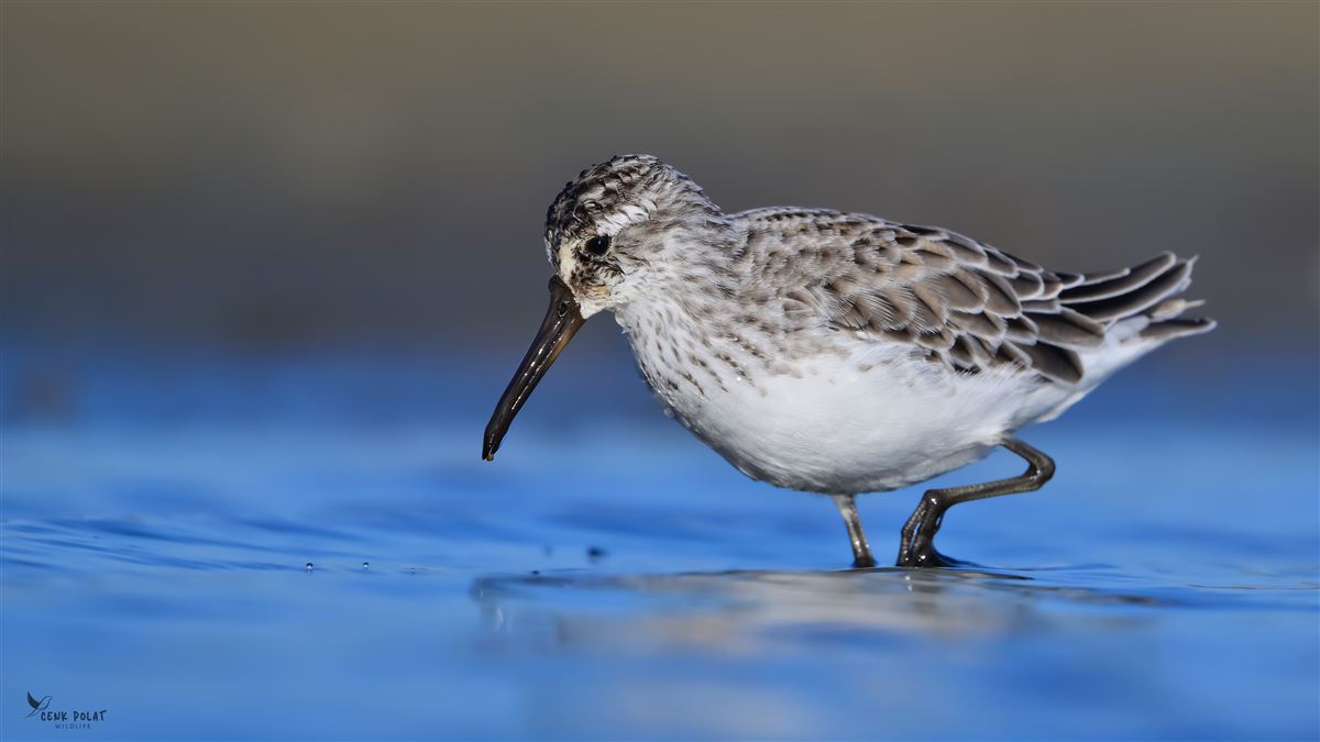 Broad-billed Sandpiper