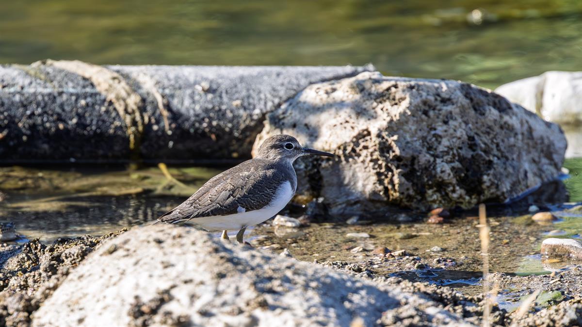Common Sandpiper