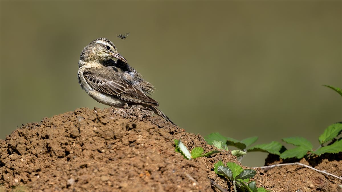 Tawny Pipit