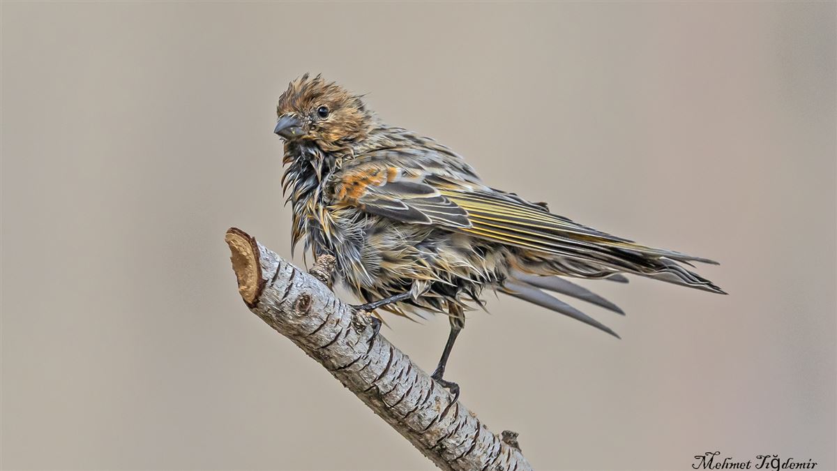 Red-fronted Serin