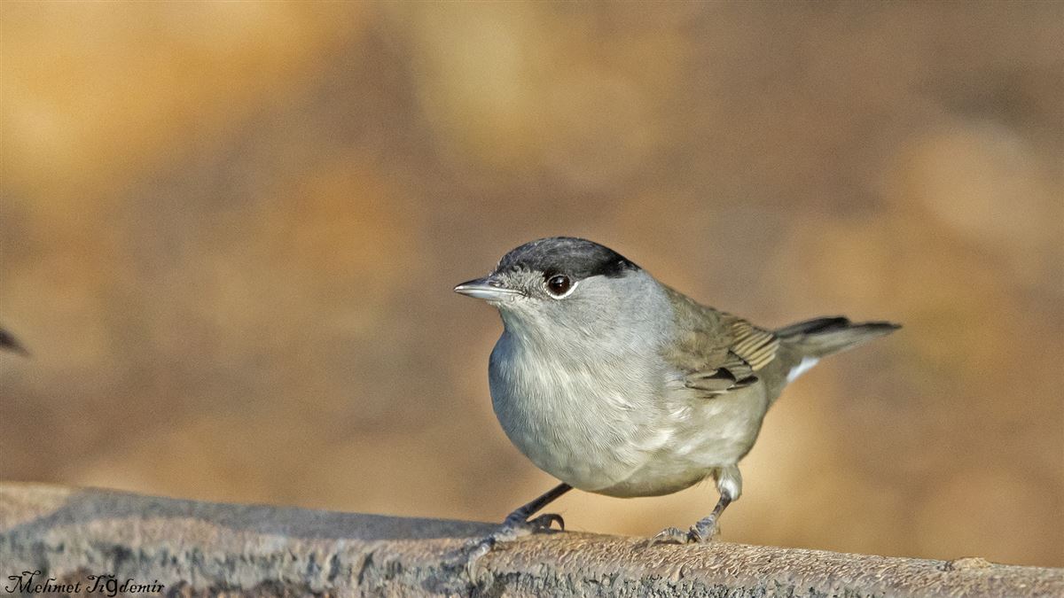 Eurasian Blackcap