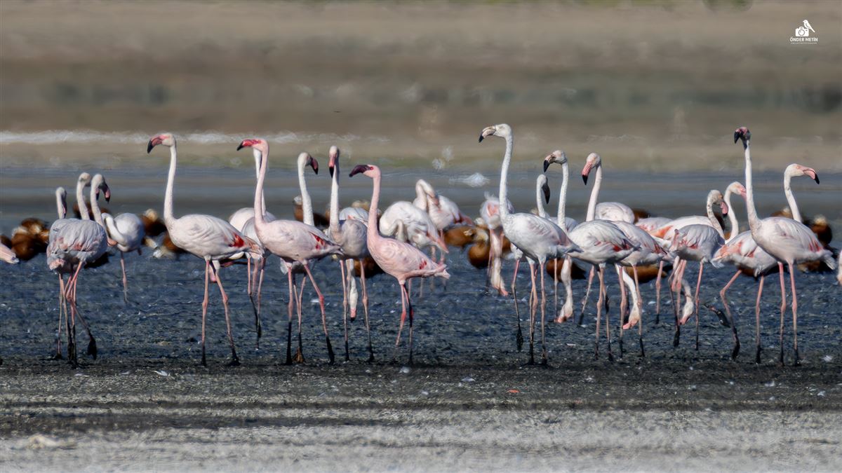 Lesser Flamingo