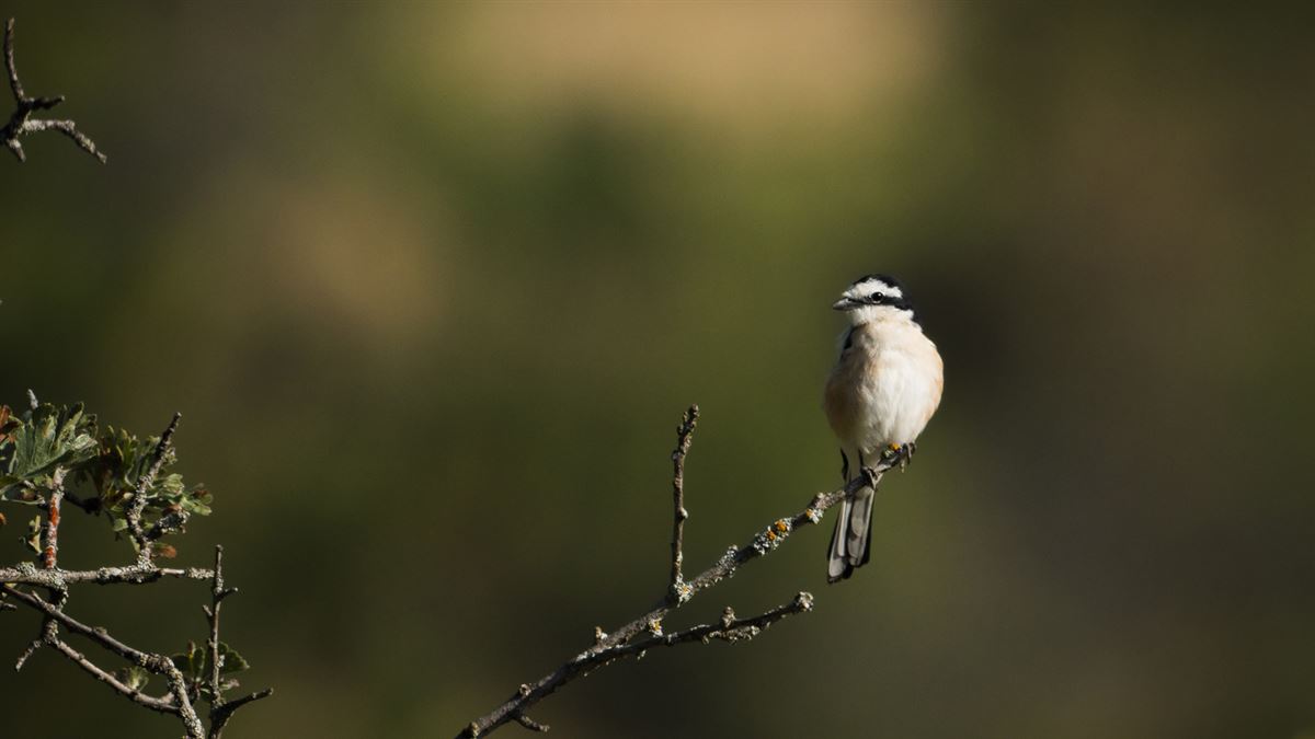 Masked Shrike