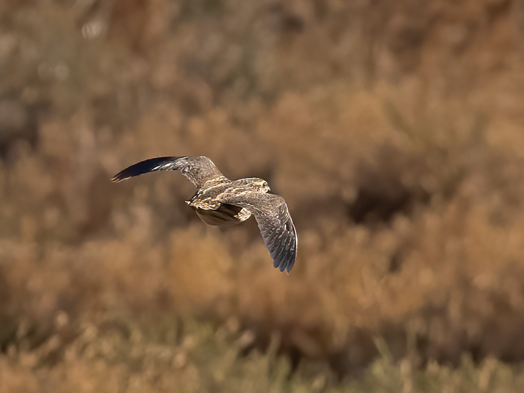 Common Quail