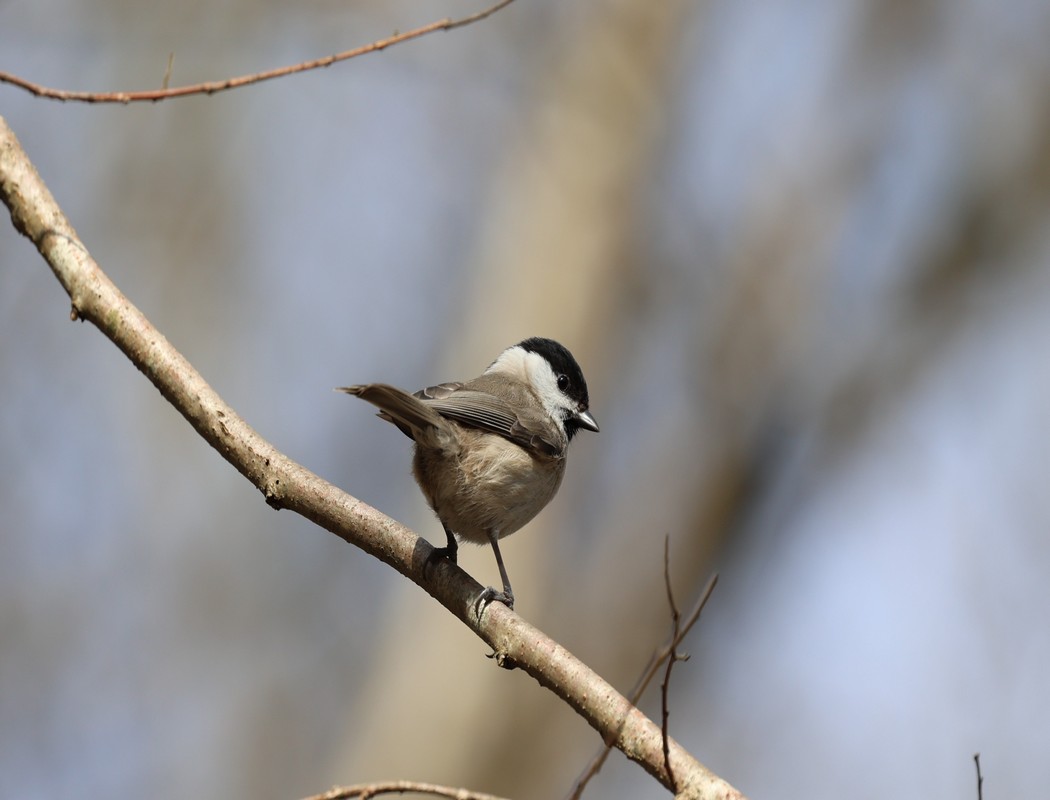 Marsh Tit