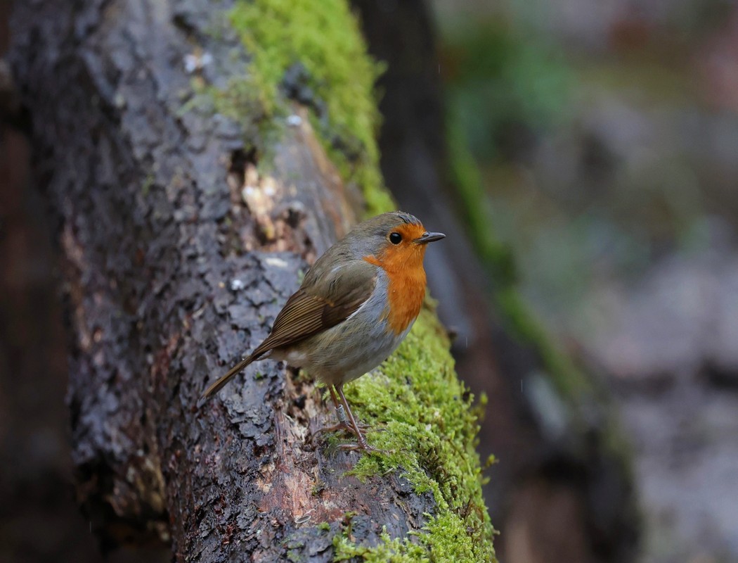 European Robin