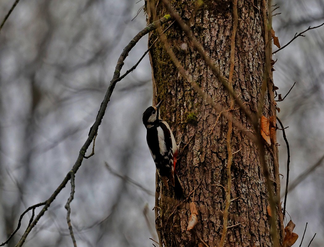 Great Spotted Woodpecker