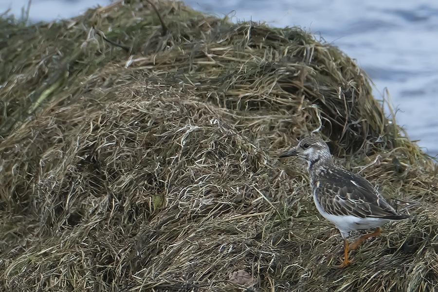 Ruddy Turnstone