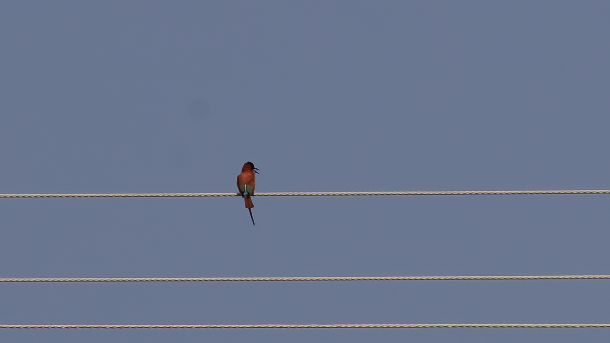 Southern Carmine Bee-eater