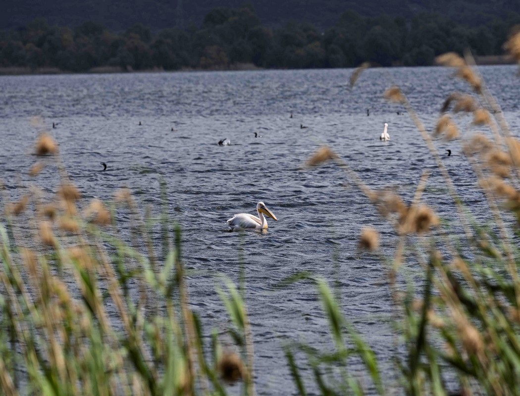 Great White Pelican