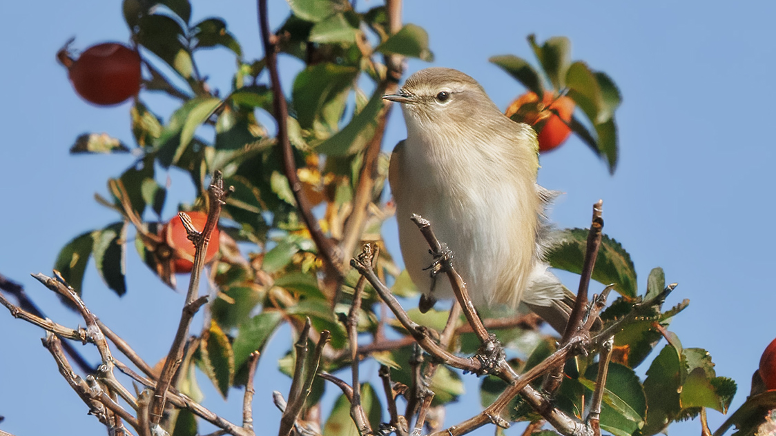 Common Chiffchaff