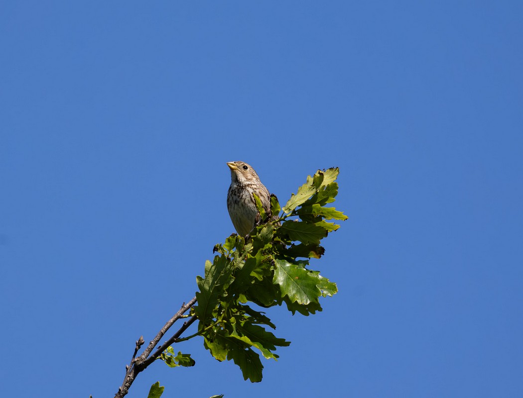 Corn Bunting