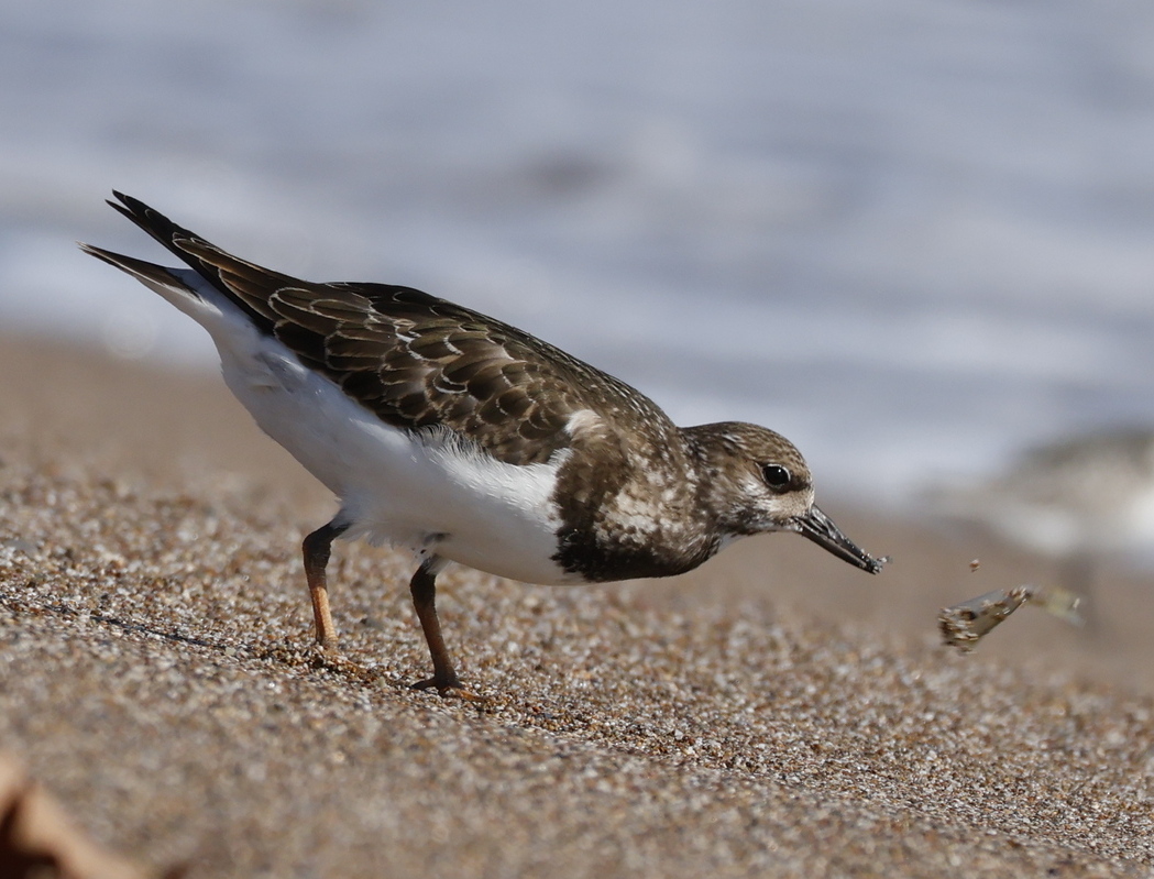 Ruddy Turnstone