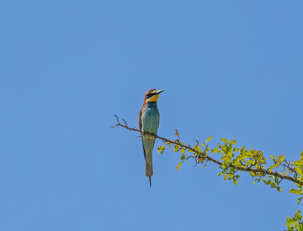 European Bee-eater