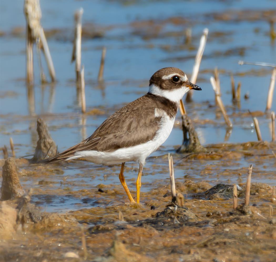 Common Ringed Plover