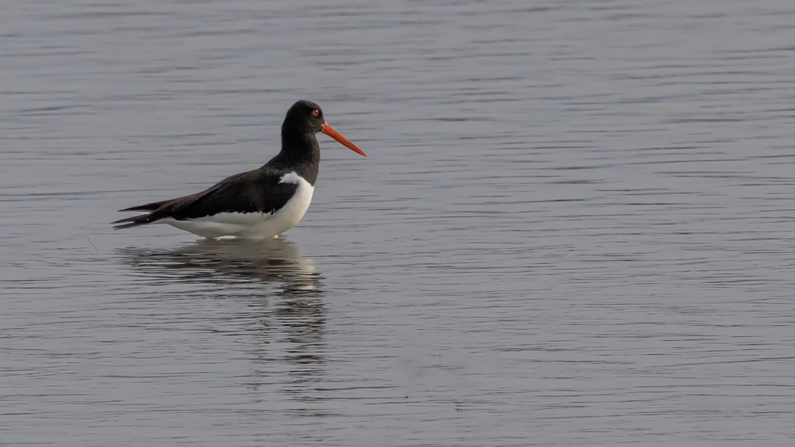 Eurasian Oystercatcher