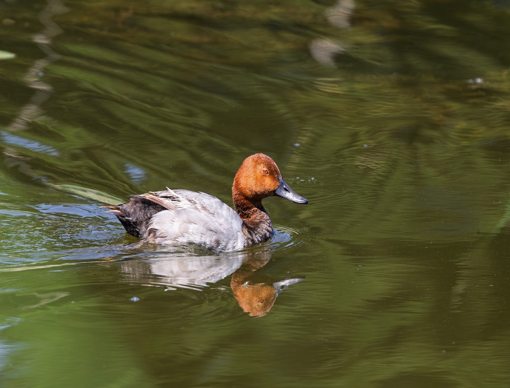 Common Pochard