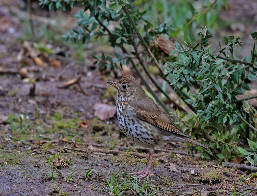 Song Thrush