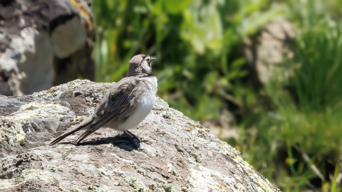 Horned Lark