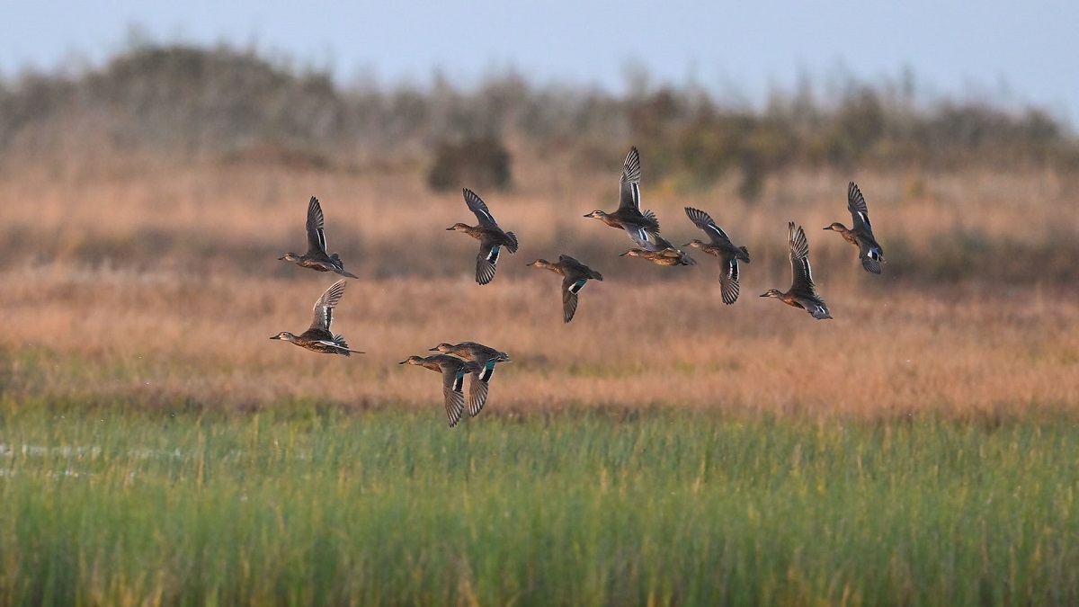 Eurasian Teal