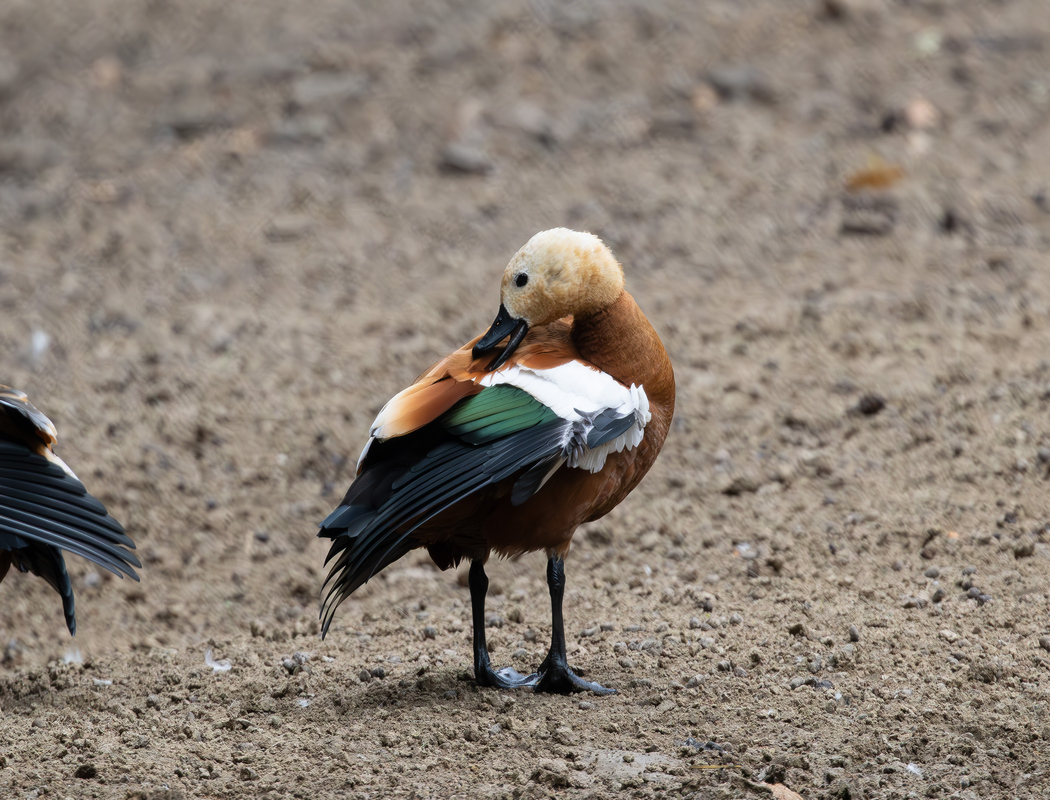 Ruddy Shelduck