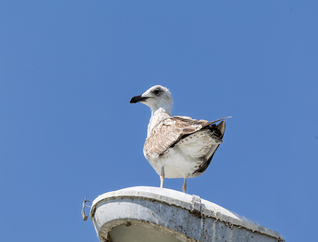 Yellow-legged Gull