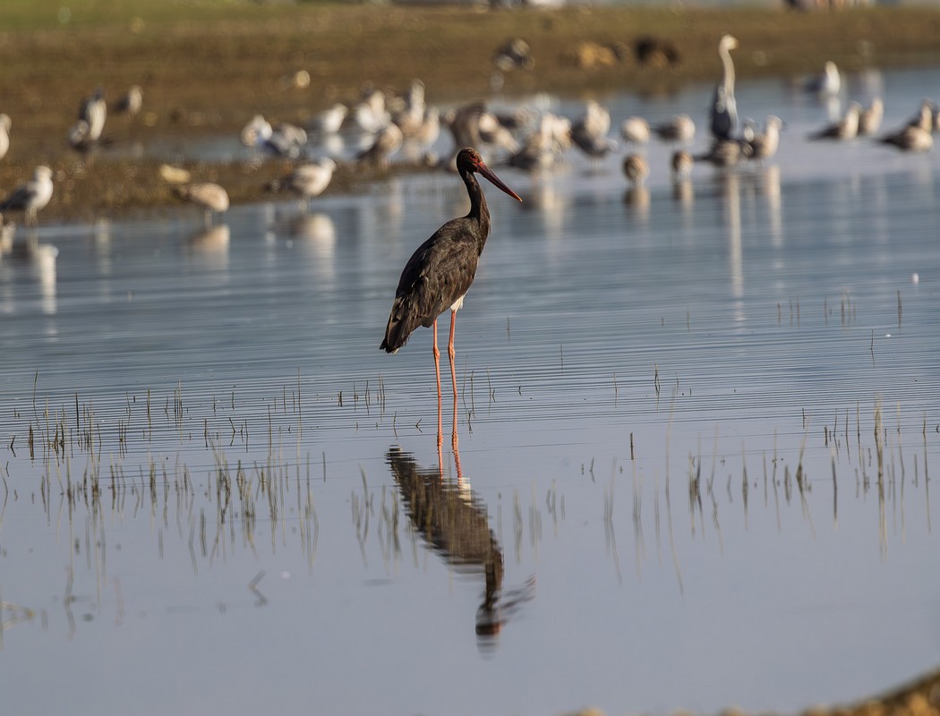 Black Stork