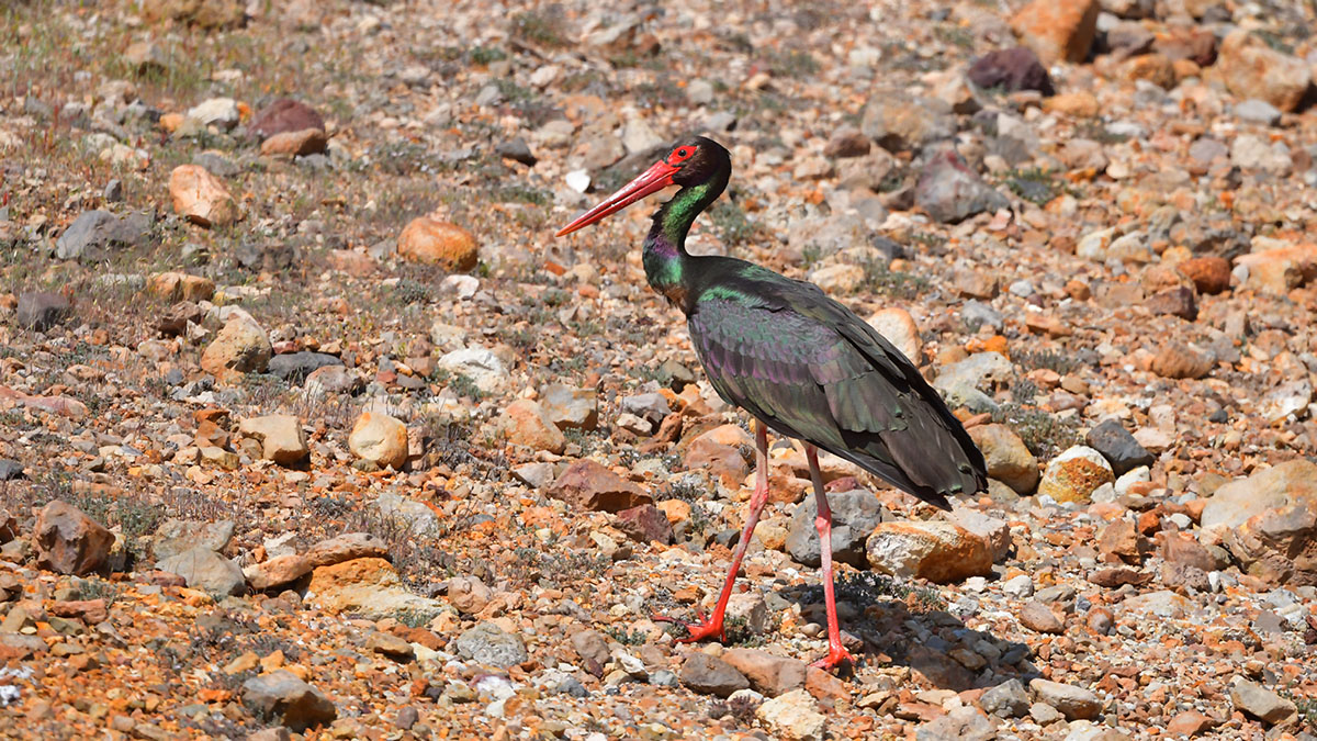 Black Stork