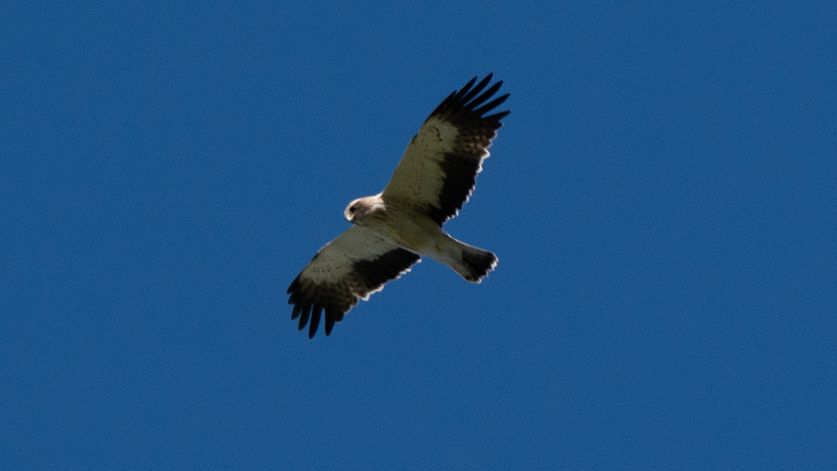 Booted Eagle