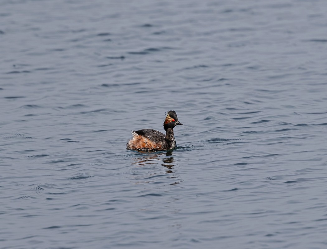 Black-necked Grebe
