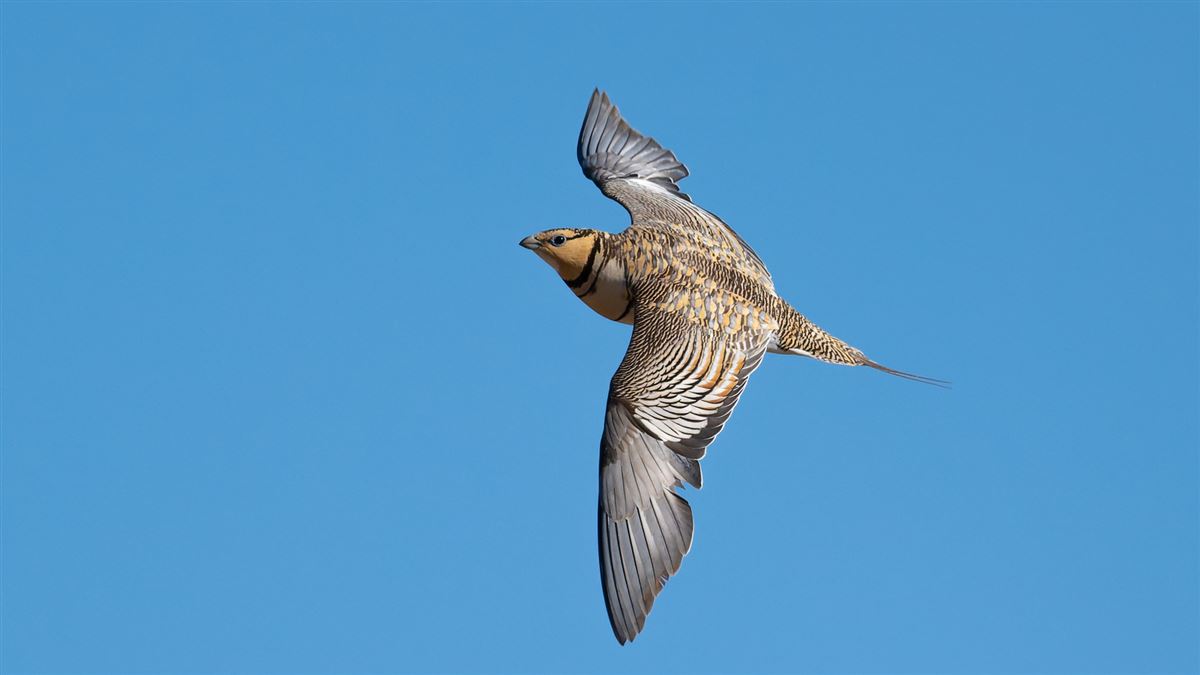 Kılkuyruk Bağırtlak