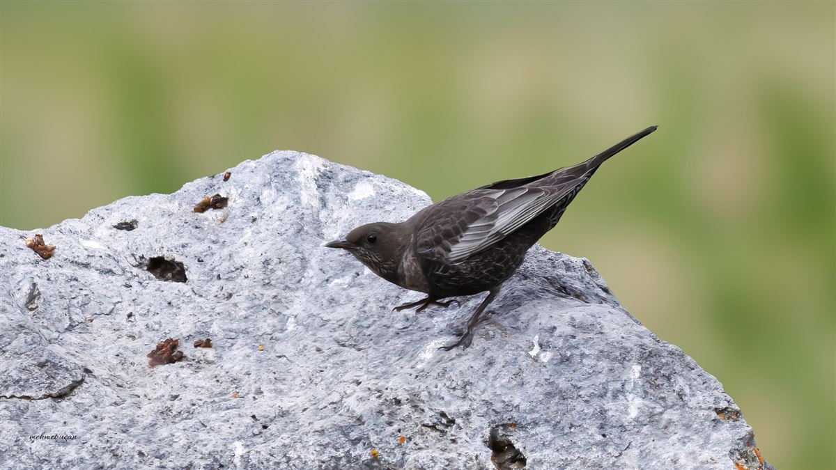 Ring Ouzel