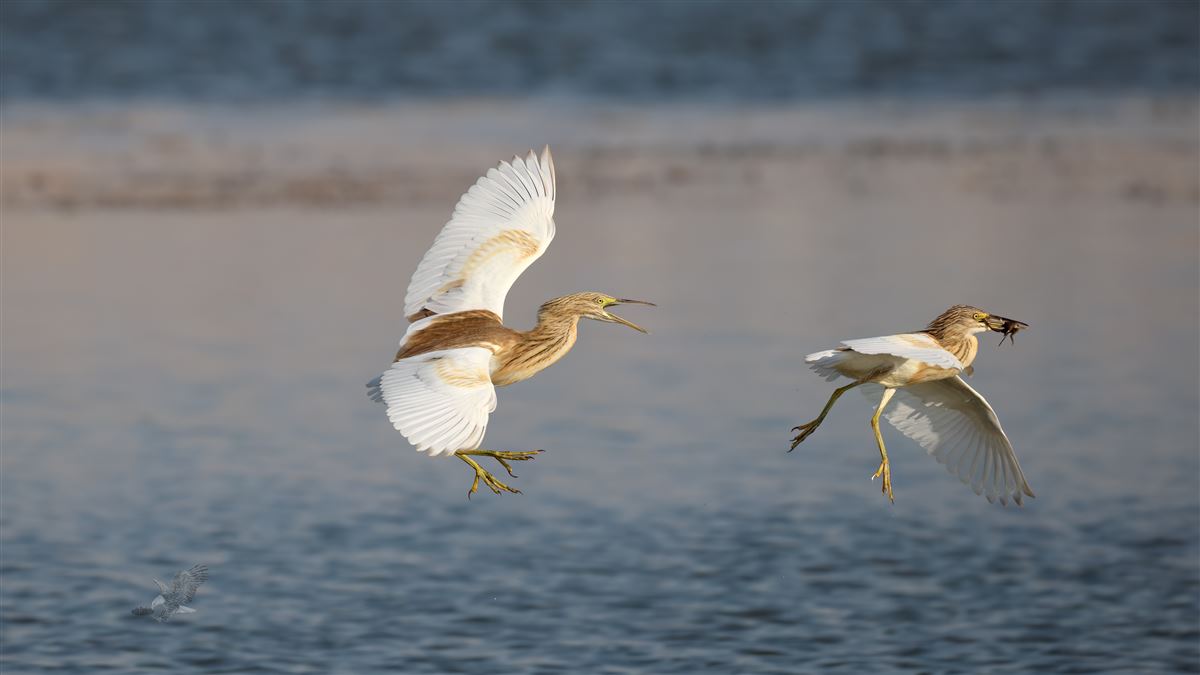 Alaca Balıkçıl