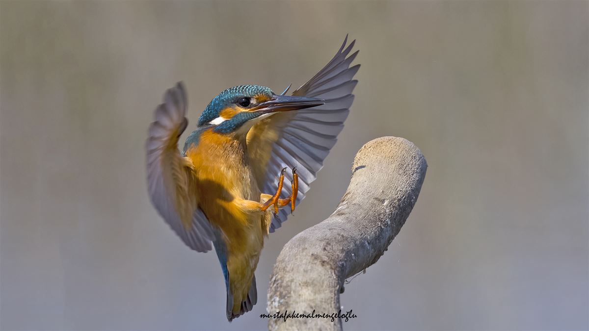 Common Kingfisher