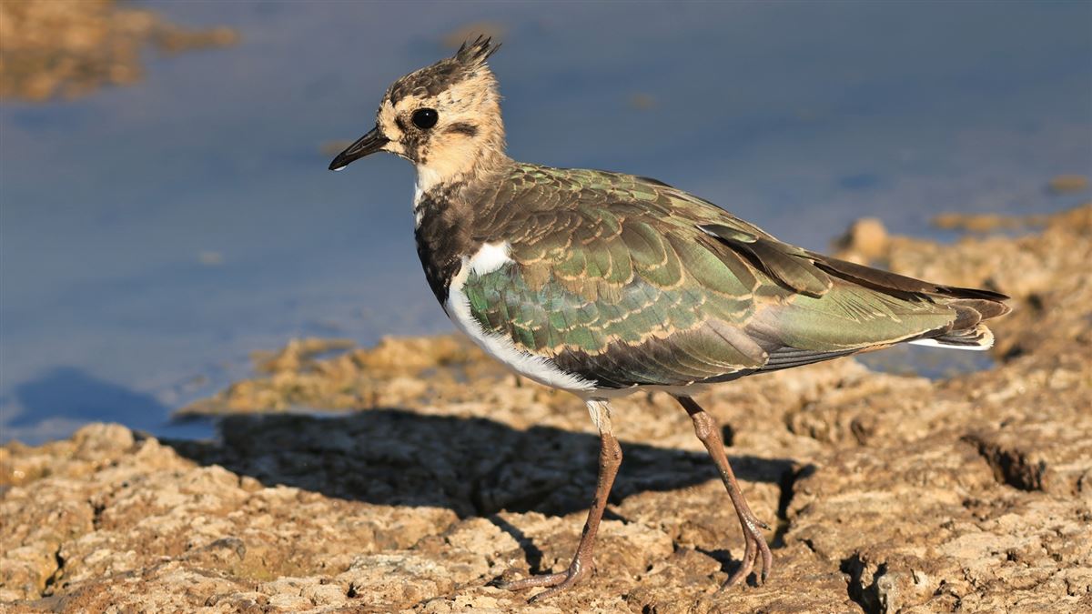 Kızkuşu