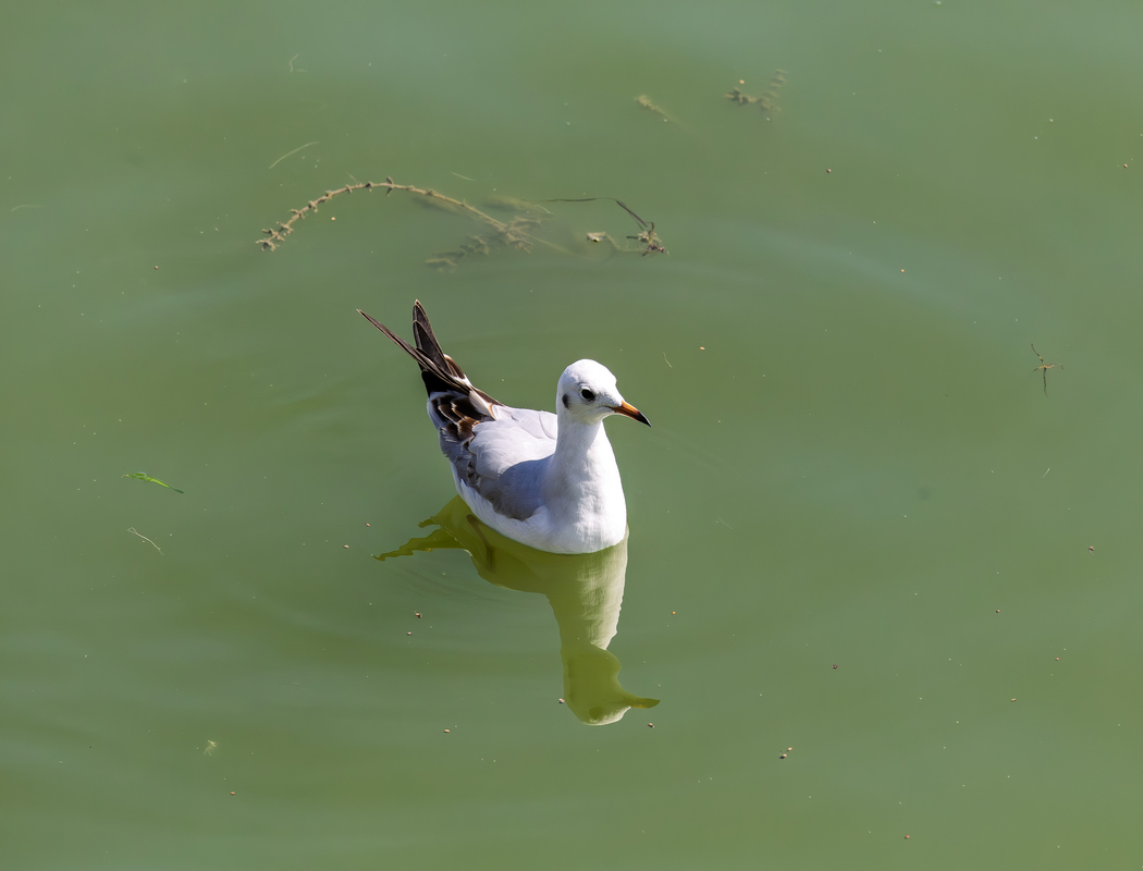 Black-headed Gull