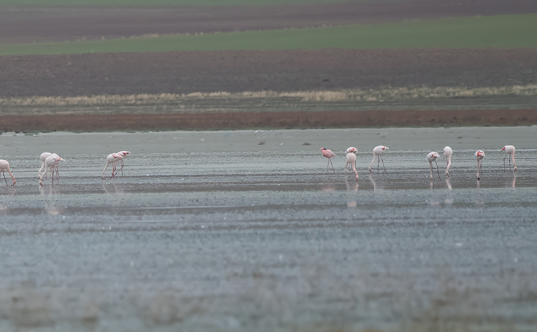 Küçük Flamingo