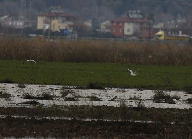 Karabaş Martı
