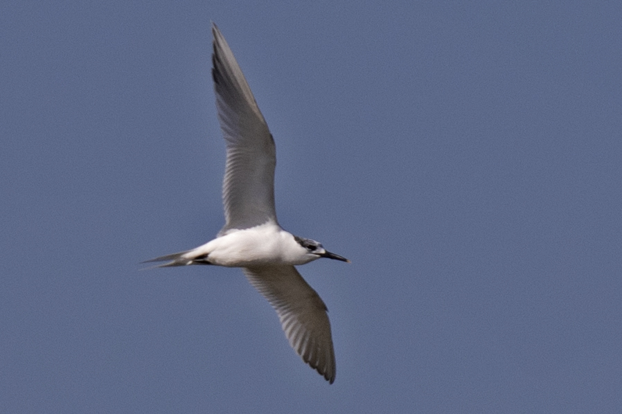 Karagagalı Sumru