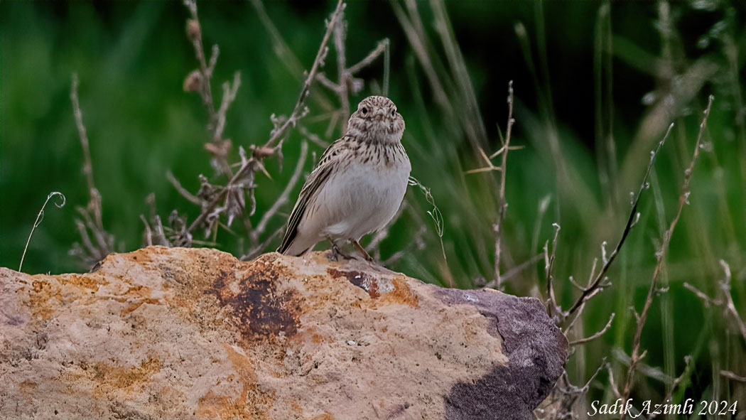 Türkistan Çorak Toygarı