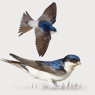 Western House Martin