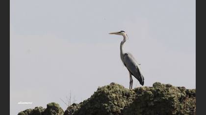 Tanımsız