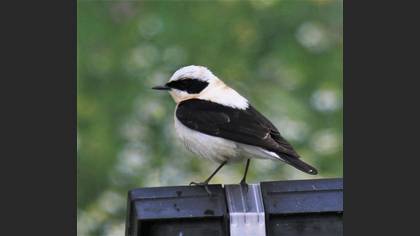 Tanımsız