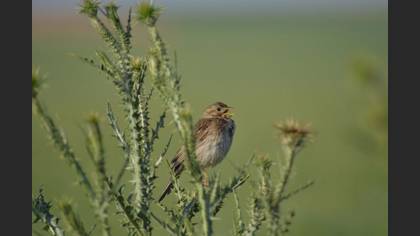 Tanımsız