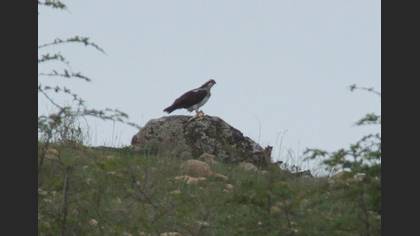 Tanımsız