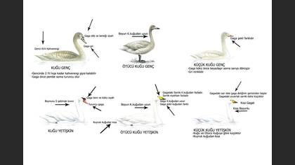 Tanımsız